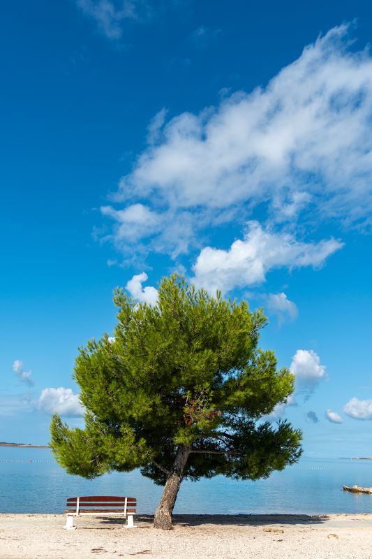 Pinie und Bank am Strand – Villa DEA in Vrsi-Mulo bei Zadar