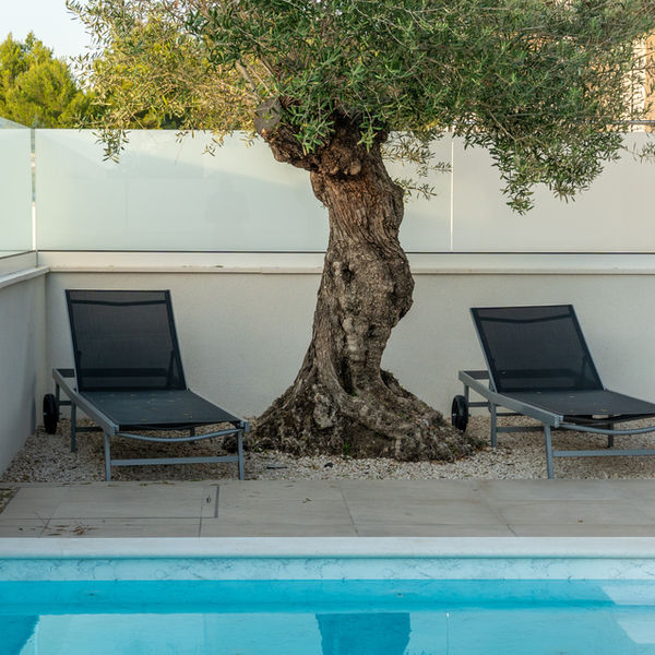 Sonnenliegen am Pool unter dem Olivenbaum der Villa DEA